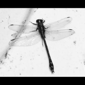 Meet your Posher, Sherri